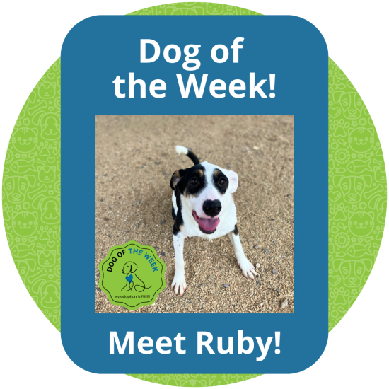 Copy of Dog of the Week